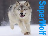 Wolf10's Avatar