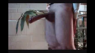 cock