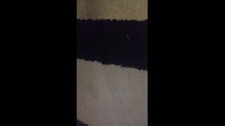 Thumb 10