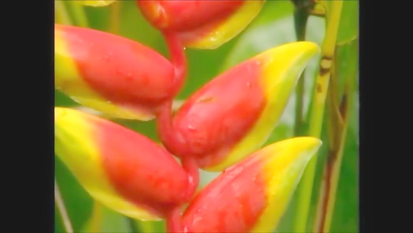 Thumb 7