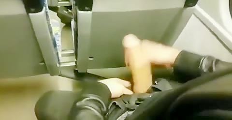 Horse on the tram